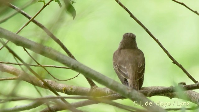Spotted Flycatcher (Spotted) - ML201425151