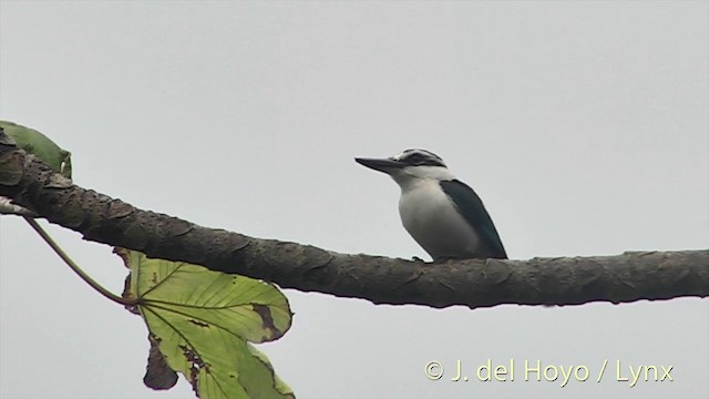Chattering Kingfisher - ML201425201