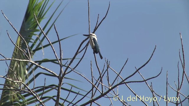Marquesas Kingfisher - ML201425251