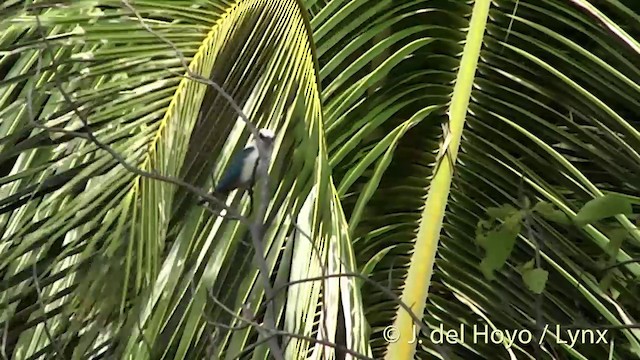 Marquesas Kingfisher - ML201425271