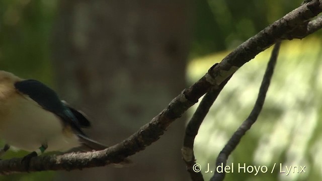 Tuamotu Kingfisher (Niau) - ML201425301