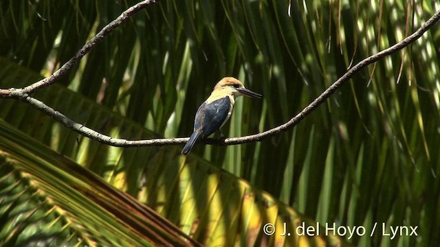 Tuamotu Kingfisher (Niau) - ML201425331
