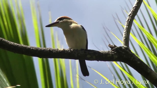 Tuamotu Kingfisher (Niau) - ML201425361
