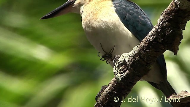 Tuamotu Kingfisher (Niau) - ML201425371