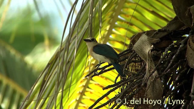 Tuamotu Kingfisher (Niau) - ML201425381