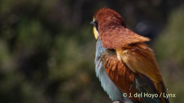 European Bee-eater - ML201425721