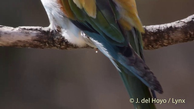 European Bee-eater - ML201425741