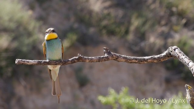 European Bee-eater - ML201425751