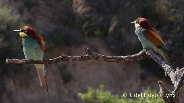 European Bee-eater - ML201425771