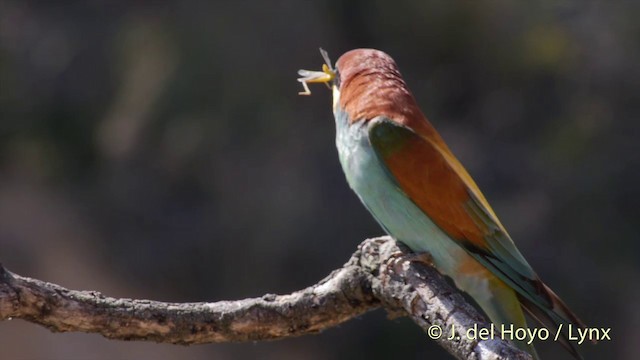 European Bee-eater - ML201425781