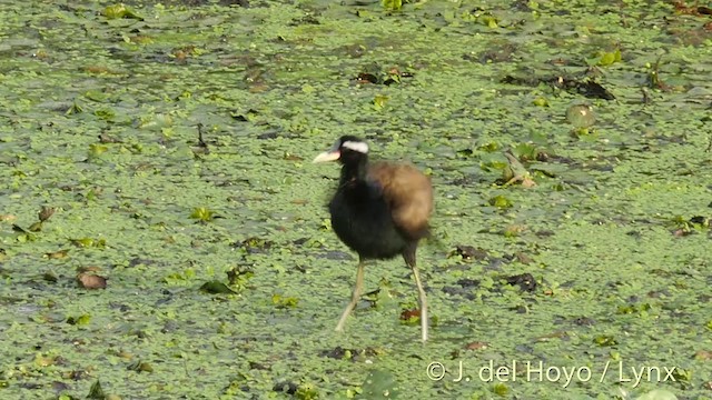  - Bronze-winged Jacana
