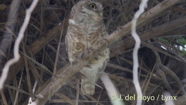 Spotted Owlet - ML201426861