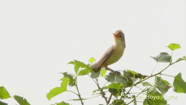 Melodious Warbler - ML201426931