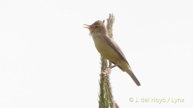 Melodious Warbler - ML201426941