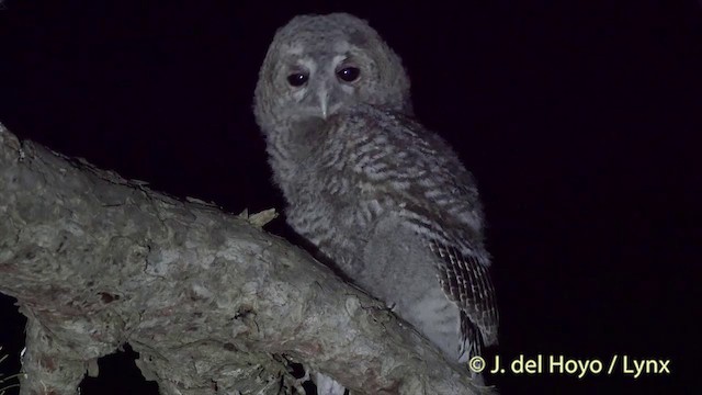 Tawny Owl - ML201427001