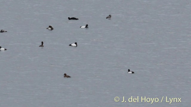 Greater Scaup - ML201427101