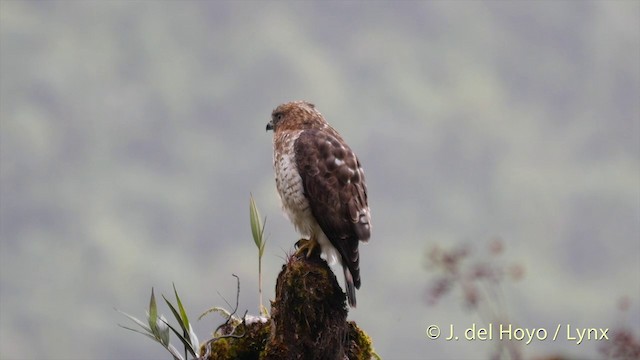 Broad-winged Hawk (Northern) - ML201427231