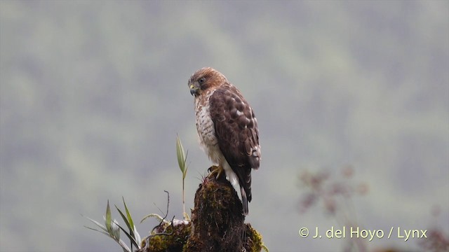 Broad-winged Hawk (Northern) - ML201427241