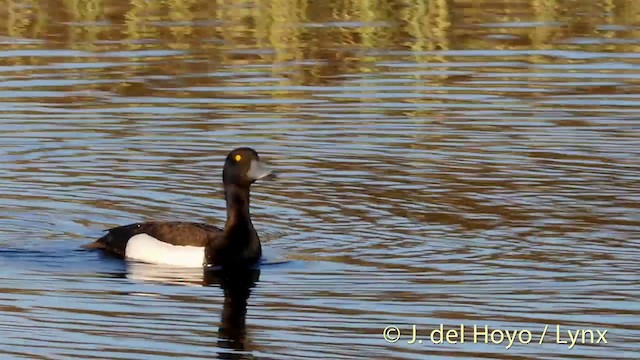 Tufted Duck - ML201427321