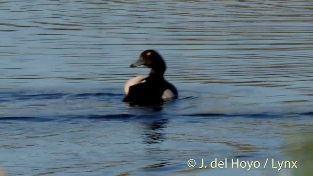 Tufted Duck - ML201427331