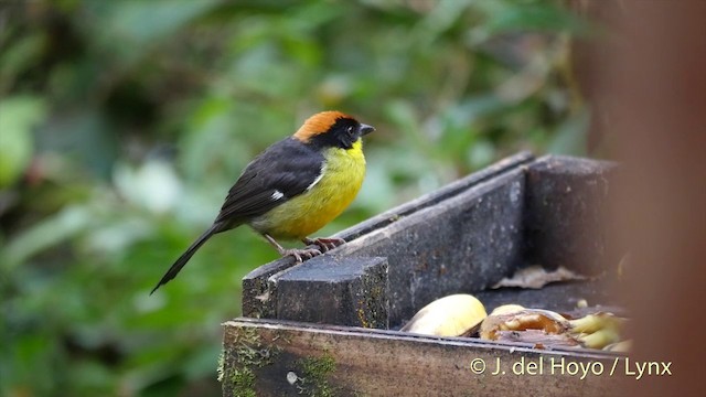 Yellow-breasted Brushfinch (Yellow-breasted) - ML201427371