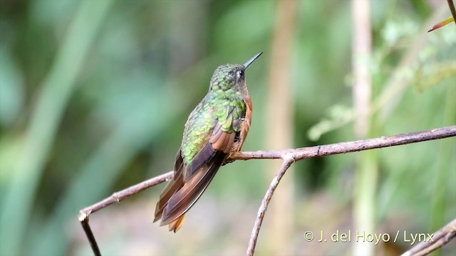 kolibřík peruánský - ML201427401