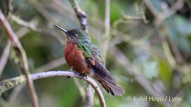 kolibřík peruánský - ML201427411
