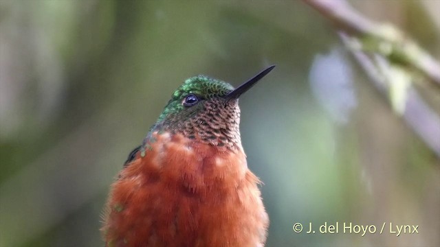 kolibřík peruánský - ML201427421