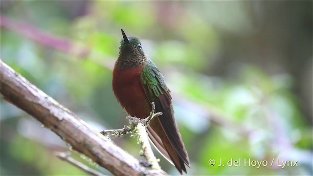 kolibřík peruánský - ML201427431