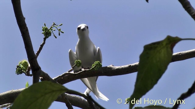 White Tern (Little) - ML201427501