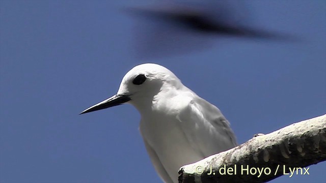 White Tern (Little) - ML201427511