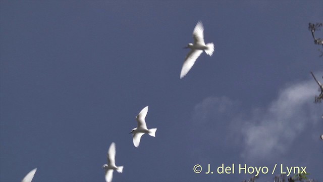 White Tern (Little) - ML201427531