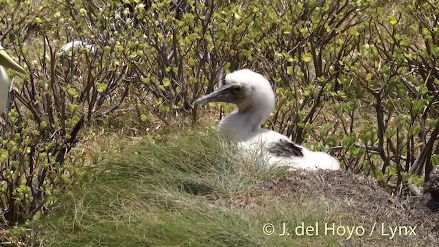 Masked Booby - ML201427541