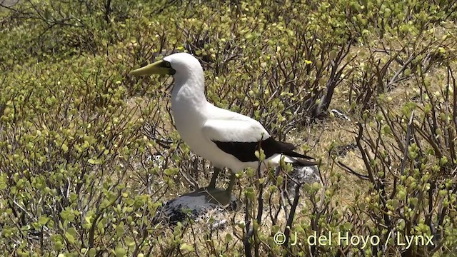 Masked Booby - ML201427551