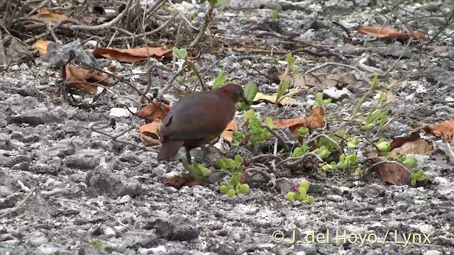 Polynesian Ground Dove - ML201427591