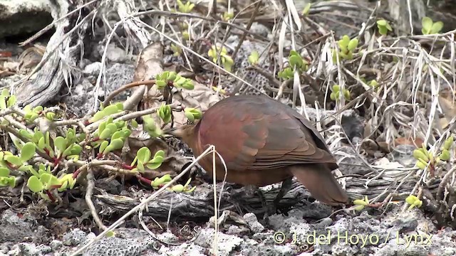 Polynesian Ground Dove - ML201427601