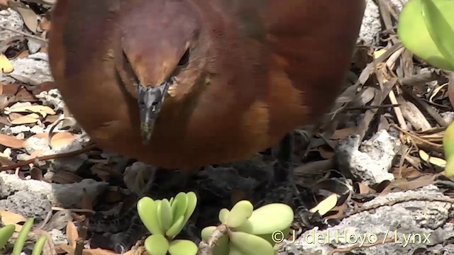 Polynesian Ground Dove - ML201427611
