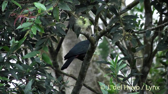 Marquesas Imperial-Pigeon - ML201427701