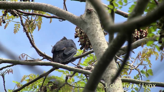 Таитянский плодовый голубь - ML201427721