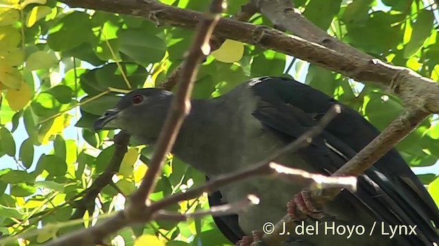 Таитянский плодовый голубь - ML201427751