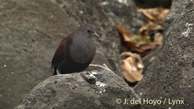 Marquesas Ground Dove - ML201427811