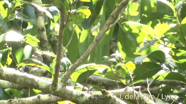 Henderson Island Fruit-Dove - ML201427881