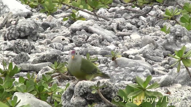 Atoll Fruit-Dove - ML201427911