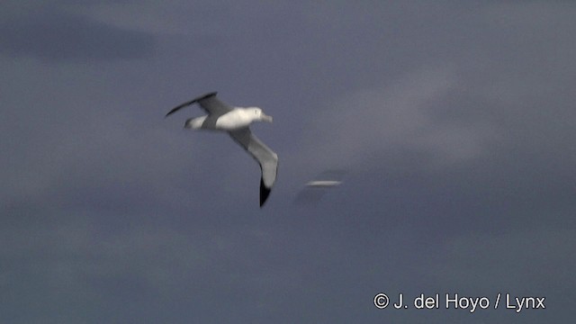 Albatros hurleur, A. de Tristan da Cunha ou A. des Antipodes - ML201428041