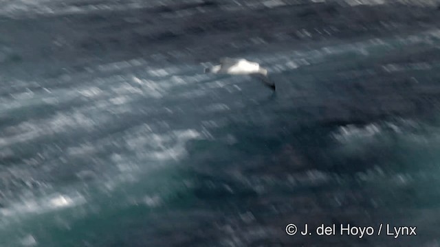 Albatros hurleur, A. de Tristan da Cunha ou A. des Antipodes - ML201428051