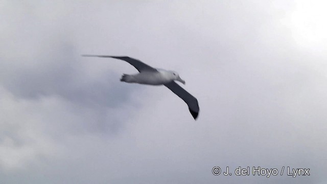 Albatros hurleur, A. de Tristan da Cunha ou A. des Antipodes - ML201428061