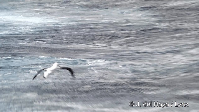 Albatros hurleur, A. de Tristan da Cunha ou A. des Antipodes - ML201428071