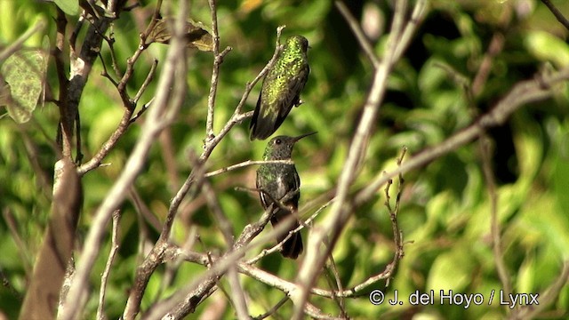 kolibřík zrcadlový - ML201428241