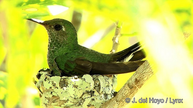 kolibřík zrcadlový - ML201428271