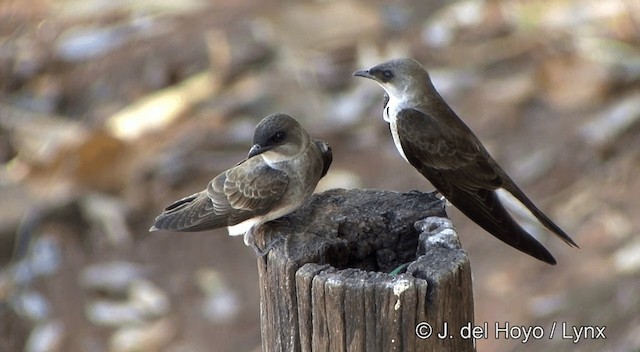 Brown-chested Martin (tapera) - ML201428301